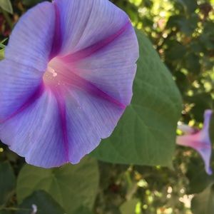 Meet your Posher, Kynslie